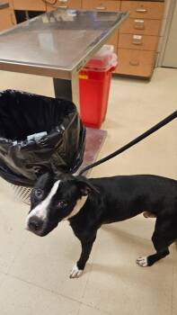 Rescue Mixed Breed Dogs for Adoption in Bossier City, Louisiana - Chop | PetCurious