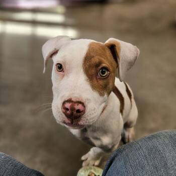 Oatmeal -  Pit Bull Terrier Dog for Adoption in The Dalles, Oregon - Oatmeal | PetCurious