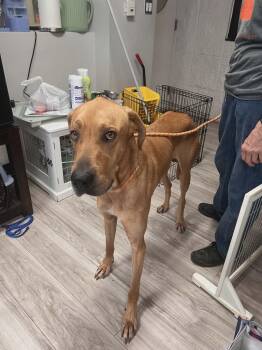 Trooper -  Great Dane and Rhodesian Ridgeback Dog for Adoption in Bullard, Texas - Trooper | PetCurious