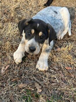 Great Pyrenees and English Coonhound Dogs Available for Adoption - Zuzu | PetCurious