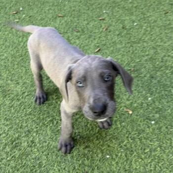Delaney 0608 -  Great Dane Dog for Adoption in Loxahatchee Groves, Florida - Delaney 0608 | PetCurious
