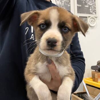 Rescue Boxer and Mixed Breed Dogs for Adoption in Sacramento, California - Ghost | PetCurious