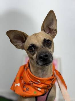 DaVinci-One of our Amazing Rescue Dogs -  Chihuahua and Mixed Breed Dog for Adoption in Carlsbad, California - DaVinci-One Of Our Amazing Rescue Dogs | PetCurious