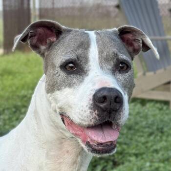 Patches -  Pit Bull Terrier Dog for Adoption in Brenham, Texas - Patches | PetCurious