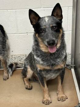 Bennie -  Mixed Breed Dog for Adoption in Atlanta, Georgia - Bennie | PetCurious