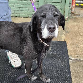 Noah -  Shepherd and Mixed Breed Dog for Adoption in Newark, New Jersey - Noah | PetCurious