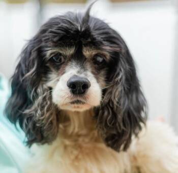 Mixed Breed Dogs Available for Adoption - Hazel | PetCurious