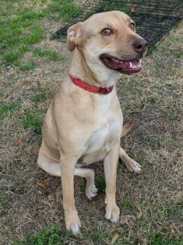 Mixed Breed Dogs Available for Adoption - Issy | PetCurious