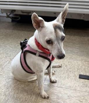 Rescue Chihuahua Dogs for Adoption - Rita | PetCurious