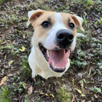 Eevee -  Labrador Retriever Dog for Adoption - Eevee | PetCurious