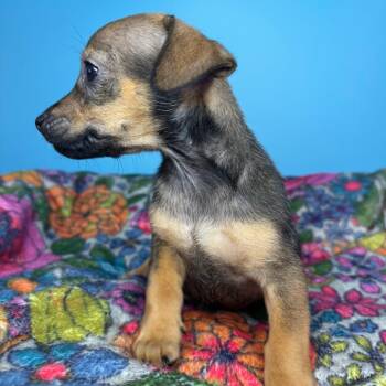 Elliott -  Chihuahua and Brussels Griffon Dog for Adoption in San Antonio, Texas - Elliott | PetCurious