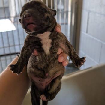 Khloe -  Plott Hound and Mixed Breed Dog for Adoption in Buchanan Dam, Texas - Khloe | PetCurious