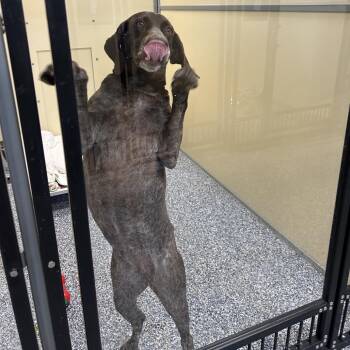 German Shorthaired Pointer Dogs Available for Adoption in Binghamton, New York - Brownie Patch | PetCurious