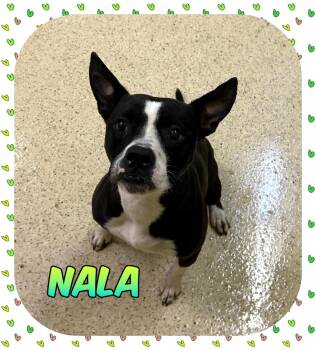 Nala -  Boston Terrier Dog for Adoption in Muncie, Indiana - Nala | PetCurious