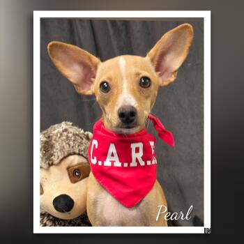 Pearl -  Chihuahua Dog for Adoption in Fredericksburg, Virginia - Pearl | PetCurious