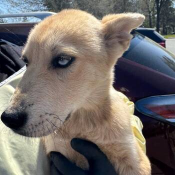 Mixed Breed Dogs Available for Adoption in Winston-salem, North Carolina - Bingo | PetCurious