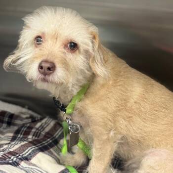 Sasha -  Terrier and Shih Tzu Dog for Adoption in Las Vegas, Nevada - Sasha | PetCurious