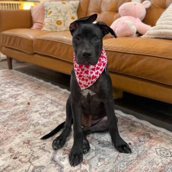 Timmy Too Cute Sweets -  Pit Bull Terrier and Labrador Retriever Dog for Adoption in Friendswood, Texas - Timmy Too Cute Sweets | PetCurious