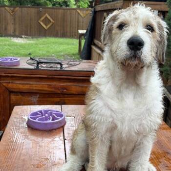 Terrier Dogs Available for Adoption in Dallas, Texas - Dixie | PetCurious