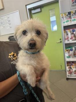 CASPER -  Cairn Terrier and Mixed Breed Dog for Adoption in Rancho Cucamonga, California - CASPER | PetCurious