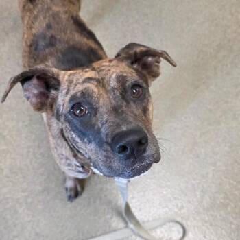 Dottie -  Catahoula Leopard Dog and Mixed Breed Dog Available for Adoption in Council Bluffs, Iowa - Dottie | PetCurious