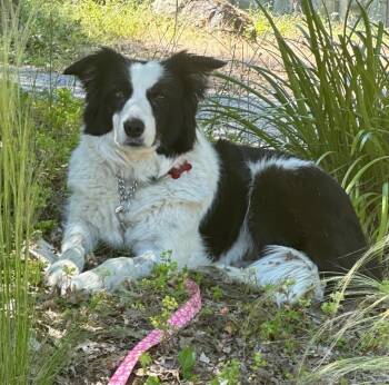 Border Collie Dogs Available for Adoption in Shingle Springs, California - 26Ember | PetCurious