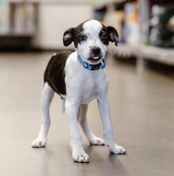 Rescue Chihuahua Dogs for Adoption in Clovis, New Mexico - Shelby | PetCurious