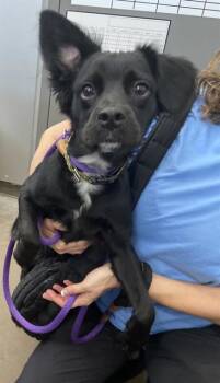 TATER TOT -  Mixed Breed Dog for Adoption in Dallas, Texas - TATER TOT | PetCurious