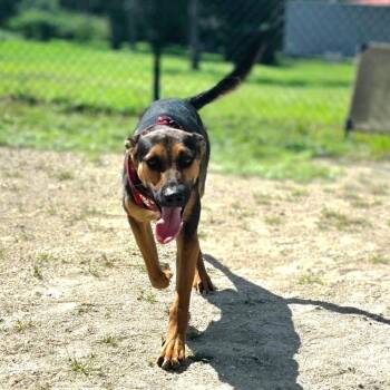 Yung Kav -  Mixed Breed Dog for Adoption in Port Charlotte, Florida - Yung Kav | PetCurious