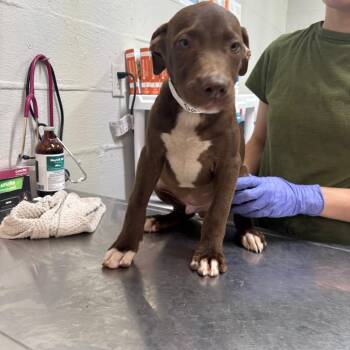 Darby -  Labrador Retriever and Mixed Breed Dog for Adoption in Clanton, Alabama - Darby | PetCurious