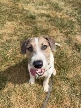 Jax -  Terrier Dog for Adoption in Columbia, Missouri - Jax | PetCurious