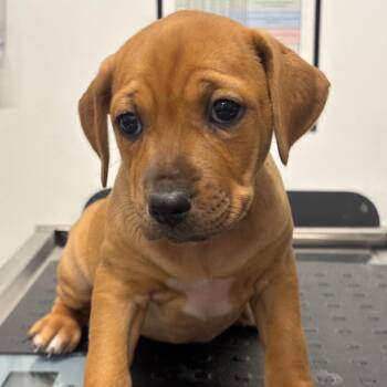 Velvet (GRN) -  Catahoula Leopard Dog and Mixed Breed Dog for Adoption in League City, Texas - Velvet (GRN) | PetCurious