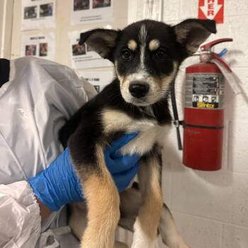 Husky and Shepherd Dogs Available for Adoption in Edinburg, Texas - Trudy | PetCurious