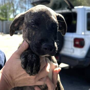 Treeing Walker Coonhound and Black Mouth Cur Dogs Available for Adoption in Eastford, Connecticut - NY Lilibet Avail Apr 25 (Tractor Supply Patterson NY) | PetCurious