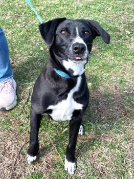 Border Collie and Black Labrador Retriever Dogs Available for Adoption in Aiken, South Carolina - Ryan | PetCurious