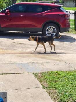 German Shepherd Dog Dogs Available for Adoption in San Antonio, Texas - TYPHOON | PetCurious