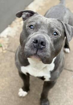 Frat Boy -  Staffordshire Bull Terrier Dog for Adoption in Chicago, Illinois - Frat Boy | PetCurious