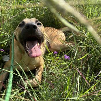 Shepherd Dogs Available for Adoption in Pearland, Texas - Martin | PetCurious