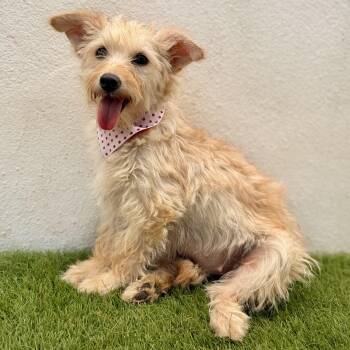 CHARMY -  Terrier Dog for Adoption in San Diego, California - CHARMY | PetCurious