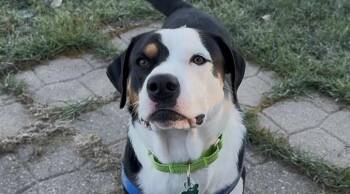 Rescue Labrador Retriever and Australian Shepherd Dogs for Adoption in Aurora, Illinois - Elliot | PetCurious