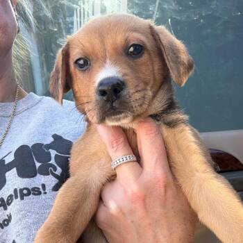 Mixed Breed Dogs Available for Adoption - Ashryn | PetCurious
