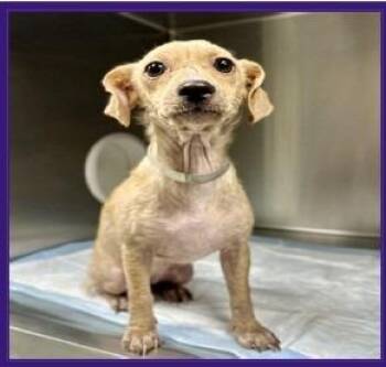 Gracie $600 -  Chihuahua and Dachshund Dog for Adoption in West Milwaukee, Wisconsin - Gracie $600 | PetCurious