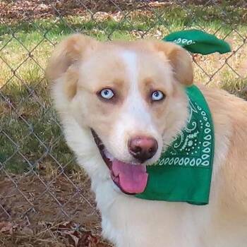 Alice -  Australian Shepherd and Mixed Breed Dog for Adoption in Wadena, Minnesota - Alice | PetCurious