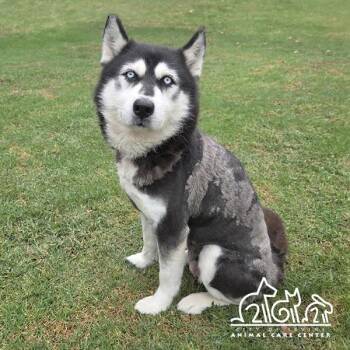 Siberian Husky Dogs Available for Adoption in Irvine, California - CELESTE | PetCurious
