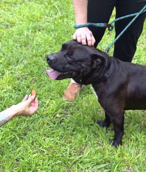 Richmond -  Pit Bull Terrier and Black Labrador Retriever Dog for Adoption in Petersburg, Virginia - Richmond | PetCurious