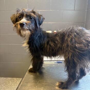 Terrier Dogs Available for Adoption in Tuscaloosa, Alabama - TUSC-Stray-84071 | PetCurious