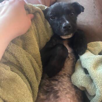 Mixed Breed Dogs Available for Adoption - Soren | PetCurious