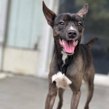 Terrier Dogs Available for Adoption in Keaau, Hawaii - AIR-Stray-13016 | PetCurious
