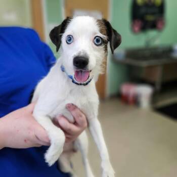 Hayden -  Jack Russell Terrier Dog for Adoption in Fall River, Massachusetts - Hayden | PetCurious