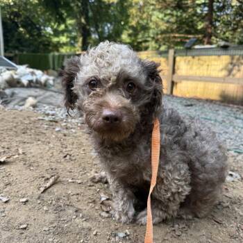Frappe -  Mixed Breed Dog for Adoption in West Chester, Pennsylvania - Frappe | PetCurious